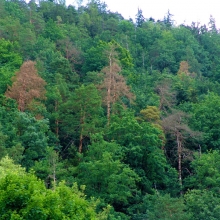 Detekce stromů napadených kůrovcem v raném stadiu